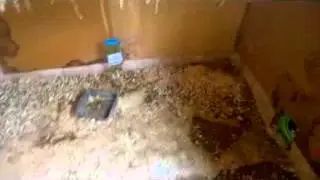 Guinea Pig Shed
