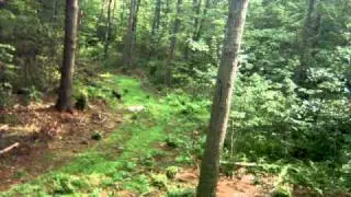 Turkeys caught on Plantcam
