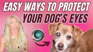 Why Dogs Go Blind with Age | Top Eye Diseases & Warning Signs You Shouldn't Ignore