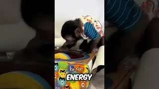 Do you want a Capuchin Monkey as your next pet? #animals #pets