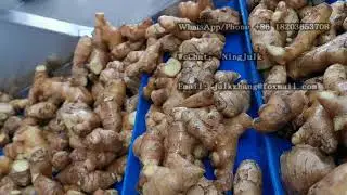 Ginger washing peeling machine | Root vegetables cleaning machine
