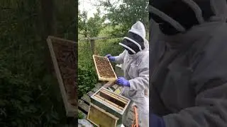 Inspecting for Queen and Larvae 👑