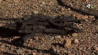 Labores de riego en parcelas de árboles micorizados