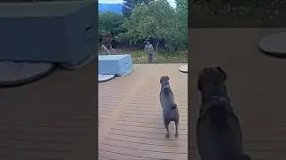 A Cane Corso scaring off intruders 😅