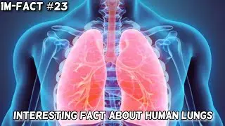 Interesting Fact about Human Lungs | 1M-FACT #23