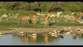 Impala Antelopes At A Waterhole - Etosha | Stock Footage - Videohive