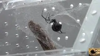 Large Pet Black Widow Spider Update