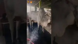 Andhra Dairy farm 👿👿⚔️ #trendingshorts #youtubeshorts