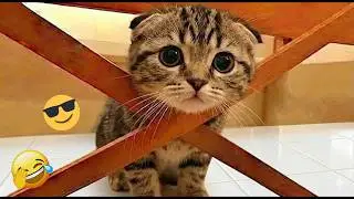 You Laugh You Lose 😂 Funniest Cats and Dogs 2026 🐾💜 Part 22