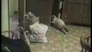 gatos loucos