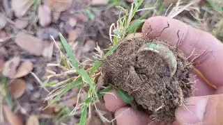 ENCONTRE  ANILLO DE SAFIRO 