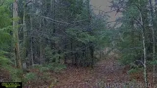 Episode 10  | Hunting Pressure Week + Buck Scrape & Bobcat Sighting | Maine Trail Cam Compilation