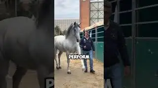 2 удивительных факта об андалузской лошади #лошадь #конныйспорт #факты