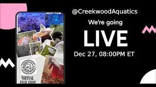 Palm Street Live: Tropical Fish & Coral Night! ​