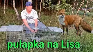 Zastawiłem pułapke na Lisa 🦊