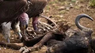 DECLINE IN VULTURE POPULATION LED TO DEATH OF 5 LAKHS PEOPLE BETWEEN 2000 AND 2005 :