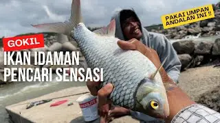 UMPAN ANDALAN DAN CARA AMPUH MENAKLUKAN IKAN BELES BABON ! MANCING DI SUNGAI PROGO