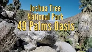 49 Palms Oasis - Joshua Tree National Park