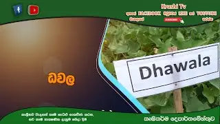 ධවල &zwj;බතල වගාව | Krushi Tv