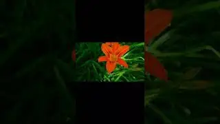 very beautiful😍 flower macro video ||plz support my channel|| Bharath rox videography