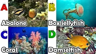 Alphabet Song with ocean Animals | ABC Learning Video for Preschool Kids | Koko Study Class