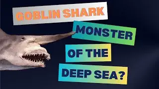 Goblin Shark   Monster of the Deep Sea