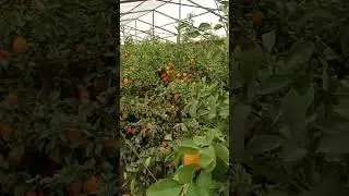 Лимон дерево_ Лимон в парнике #shortsvideo #огород #участок #tashkent #shorts #лимончики #парники