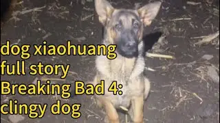 dog xiaohuang full story Breaking Bad 4: clingy dog
