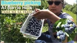 BLUEBERRY PICKING AT BARRIE HILL FARMS