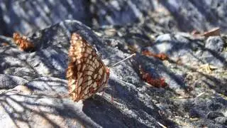 Butterfly - Euphydryas Chalcedona Flapping