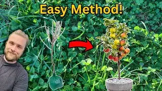 Avoid THIS mistake when planting bare root fruit trees (planting guide)