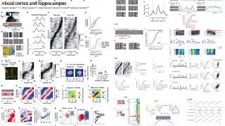 Nature: Coherent encoding of subjective spatial position in visual cortex and hippocampus