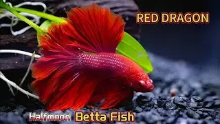 Top 5 Most Beautiful Betta fish In The World - Halfmoon Red Color