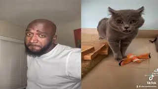 When Your Cat is in Love