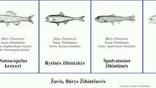 Žuvis, Būrys Žibintžuvės fish žibintūnės Žibakės North Sound Žibintžuvinės lt. kroyeri Society