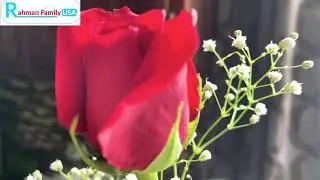 Red rose surprise with salty tea Rahman Family USA