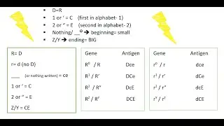 Rh Blood Group System