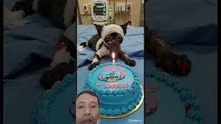 the kitten was sick on his birthday #cat #happybirthday #aiandcats #aicats #kitten