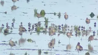 Roodkeelstrandloper (Calidris ruficollis), Balgzand, 6-8-2024, video 7