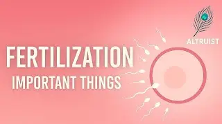 Fertilization Process Made Easy | Step-by-Step with Key Points