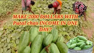 MAKE 2000 DOLLARS WITH Putal chas INCOME IN ONE DAY?