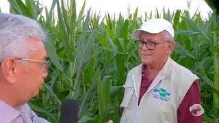 Confira as vantagens do cultivo consorciado de feijão e milho