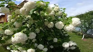 Flower CALIN(Viburnum opulus roseum)