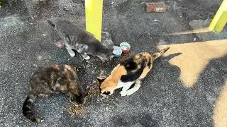 Alleycat shuffle #love #cat #catvideos #animals #video #cats #viral #nature #cute #reels #god #hope 