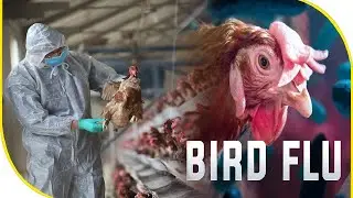 1st Human case of Bird flue reported in America | BBN NEWS