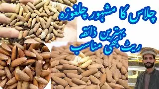 Chilgoza Quality and Price update | چلغوزہ کی قیمت اور کوالٹی | Pine Nuts Prices |Dryfruit 2025 Rate