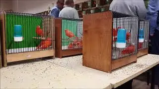 Żory: piękne kanarki i egzotyczne ptaki na wystawie w Klubie Wisus