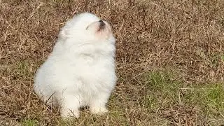 포메 음망망망 하울링 1분짜리 영상..