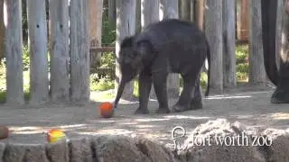 Boo at the Zoo - Fort Worth Zoo elephants