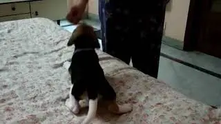 Sufi Beagle learning sit and down commands.